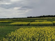 A group of canola crop research plots on a cloudy day.