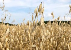 Close-up of a ripe oat plant in a field on a summer day.