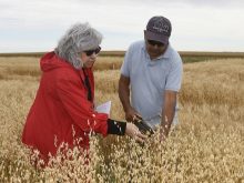A man and a woman stand in a crop plot looking at the crop just before harvest.