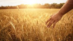 A person's hand runs through the heads of a wheat crop with the sun setting in the background.