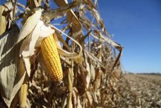 A ripe yellow corn cob is exposed on the edge of a corn crop on a sunny day.