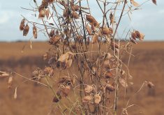 A close-up of a single lentil plant with seed pods on it.