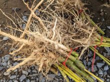 The roots of a hemp plant.
