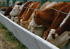 Cattle eat from a concrete bunk in a feedlot.
