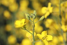 A close-up pf the yellow blooms on a flowering canola plant.