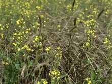 A close-up of some terminated fall rye beside young canola.