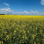 ICE canola weekly outlook: More upside possible