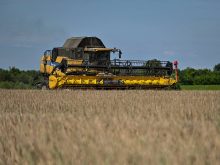 A combine harvests canola in Ukraine.