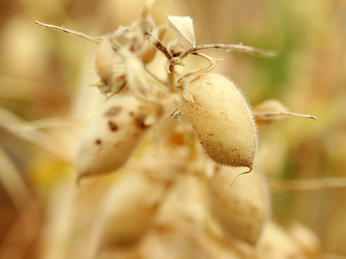 Close-up of a lone chickpea on the plant.