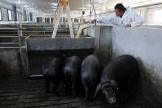 Farm manager Gao Qinshan feeds black pigs in a pen at a pig farm in Taizhou, Jiangsu province, China January 15, 2026. REUTERS/Go Nakamura
