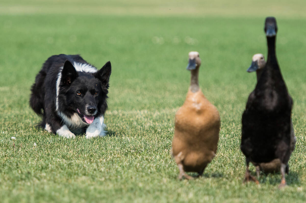 Jai, a border collie, crouches low as he keeps a close eye on three ducks that he's trying to herd. 