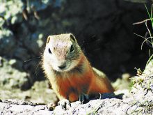 The Pest Management Regulatory Agency said the methods used to prove necessity of strychnine to control Richardson's ground squirrels were insuffient to mitigate an acceptable level of risk. Photo: File 