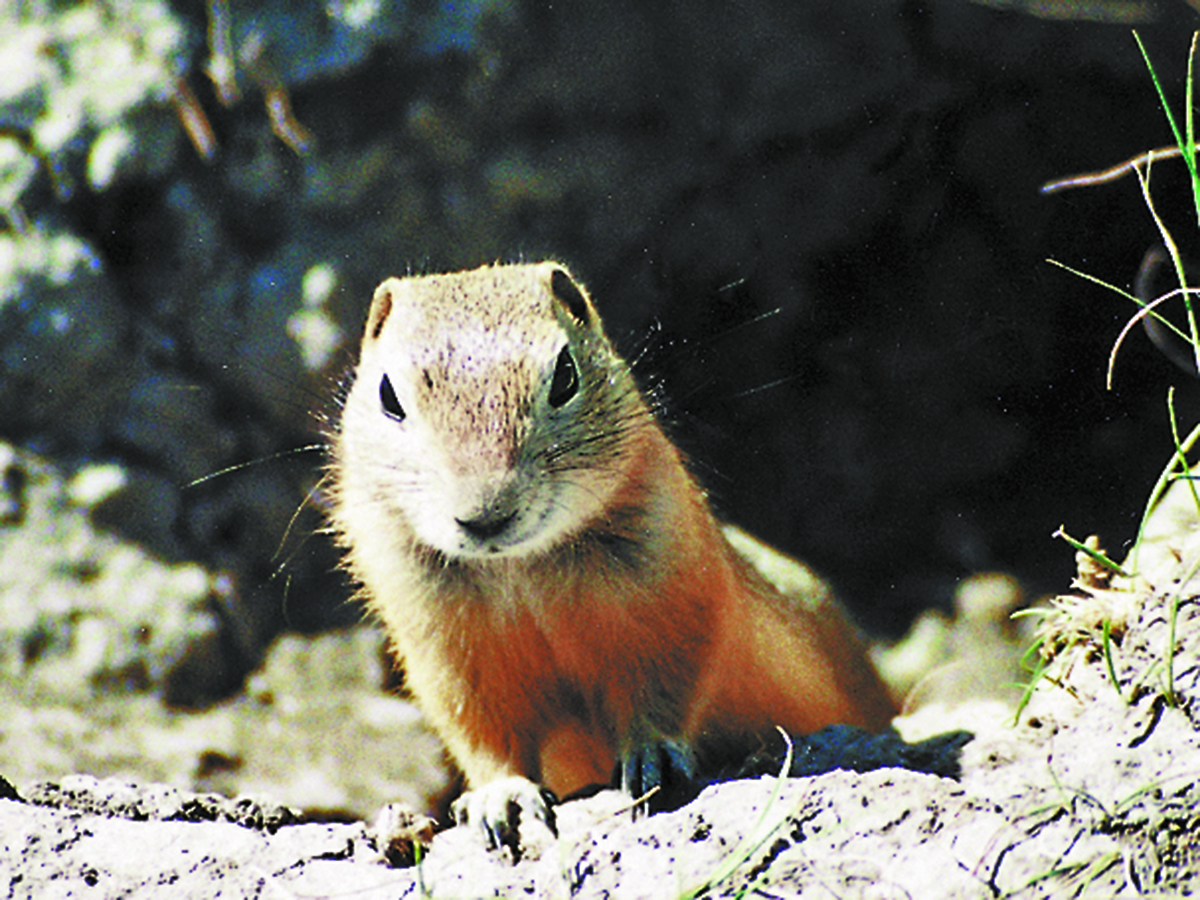 The Pest Management Regulatory Agency said the methods used to prove necessity of strychnine to control Richardson's ground squirrels were insuffient to mitigate an acceptable level of risk. Photo: File 
