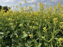 Norm Hall, board chair of the Saskatchewan Mustard Development Commission, is hoping for more mustard to be seeded this spring. Meanwhile, Prairie cash prices for mustard have only budged a penny either way.  Photo: Greg Berg
