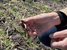Close-up of a researcher's hands, squatting in a field, holding a winter wheat plant to get a better view of its root system.