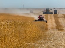 A combine climbs a hill while swathing a wheat crop in Russia. Two other combines and a grain truck can be seen working in the distance.