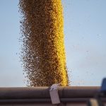 A column of soybeans falls from an unseen auger into a grain truck in Argentina.