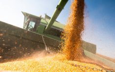 USDA forecast that producers will receive $30.5 billion in direct payment support in 2025 and $44.3 billion in 2026, excluding additional payouts from federal crop insurance indemnities. Photo: Getty Images Plus
