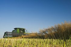 A low angle photo of a swather cutting canola on a sunny day with a clear blue sky.