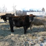 Cows stand in some bedding in an outdoor pen.