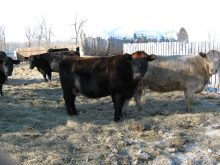 Cows stand in some bedding in an outdoor pen.