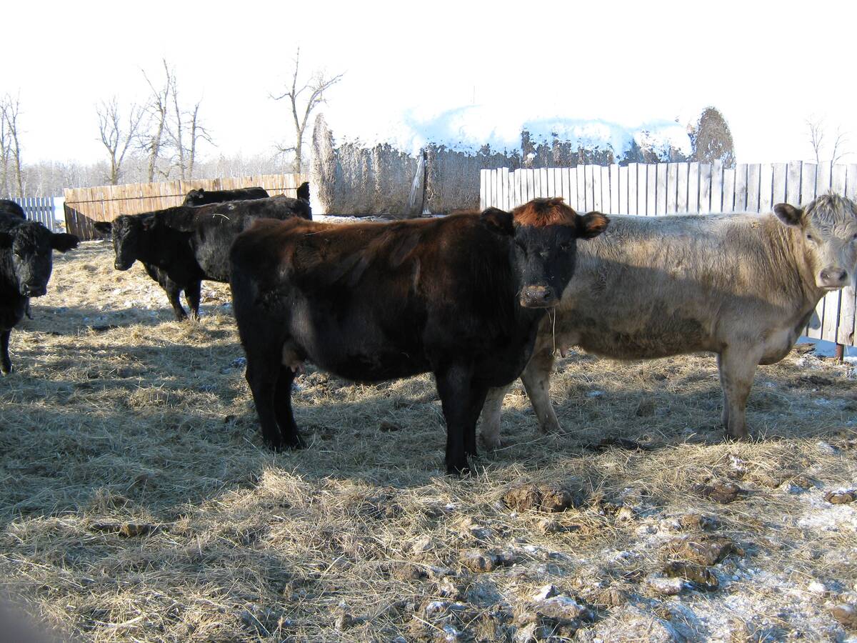 Cows stand in some bedding in an outdoor pen.