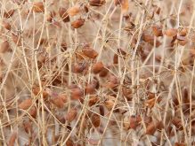 A red lentil crop ready to be harvested.