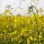 Tariffs for canola seed are to drop to a combined rate of about 15 per cent from the current combined rate of 84 per cent. Photo: Greg Berg
