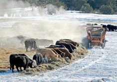 A farmer pulls a bale feeder behind his tractor feeding his cattle in a pasture on a winter day.