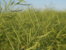 Close up of the seed pods on a green canola crop.
