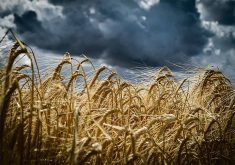A low angle photo of a crop of ripe barley against a scattered dark clouds background.
