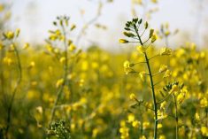 A close up of a single canola plant in bloom in a field.