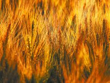 A close-up of a winter wheat crop near Wilcox, Saskatchewan, close to sunset.