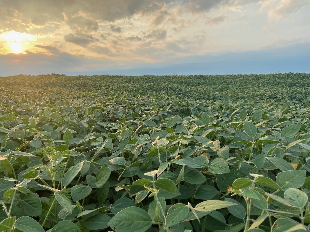A low angle photo of a soybean crop as the sun sets in the background.
