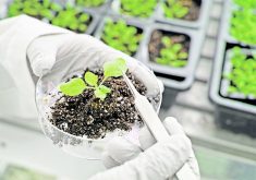 A petrie dish with some soil and a small plant growing in it. A researcher wearing latex gloves is grasping one leaf with tweezers.
