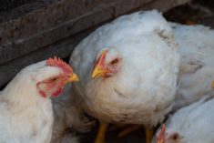 In the latter half of 2025, 5.6 per cent more more chicks were placed for broiler production than in the same period in 2024. Photo: Getty Images Plus
