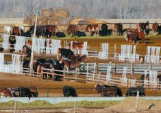 Horses mull around in several different pens in a horse feedlot.