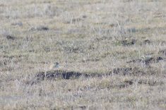 A gopher blends into the still brown pasture in western Manitoba.