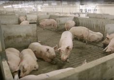 Hogs in an open housing style barn.