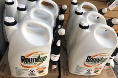 Jugs of Roundup, each with an applicator wand, sit on display in a retail outlet.