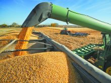 A combine augers freshly-harvested corn into a truck to be taken from the field.