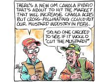 An editorial cartoon showing two farmers chatting. One says, "There's a new GM canola hybrid that's about to hit the market that will increase canola acres but cross-pollinating could put our mustard industry in peril." The other farmer replies, "So, no one checked to see if it would 'cut the mustard?'"