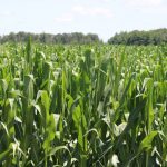 U.S. farmers grew the biggest corn crop in history last year at more than 17 billion bushels, stuffing the nation’s grain bins and weighing on Chicago Board of Trade corn futures. Photo: John Greig
