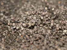 A close-up of lentils bouncing as they move through a pulse plant.