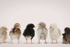 Six baby chicks of varying colours stand in a row facing away from the camera.