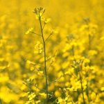 ICE canola weekly outlook: Rallying soyoil supportive