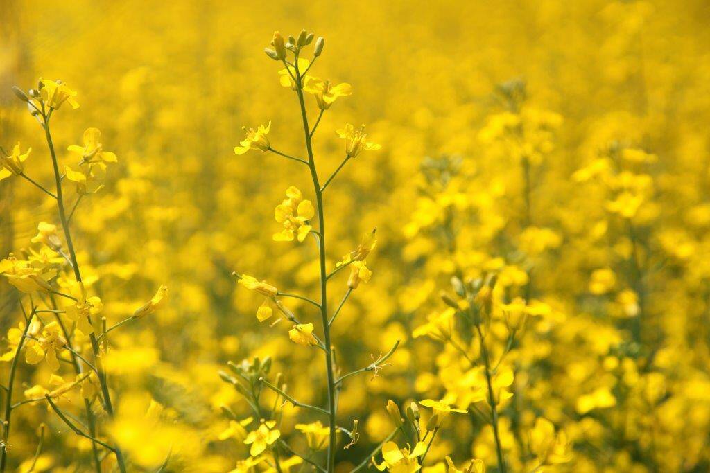 ICE canola weekly outlook: Rallying soyoil supportive