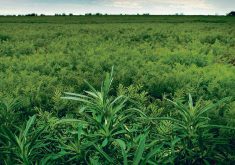 A large kochia plant in a lentil crop.