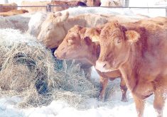 Cattle gather around what's left of a round bale in the winter.