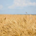 A ripe wheat crop on a sunny late-summer day.